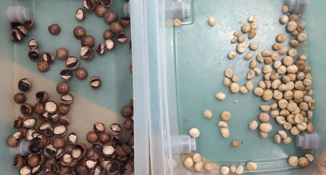 Αυτόματος μίνι Macadamia διαλογέας χρώματος καρυδιών φορητός με τη ρόδα