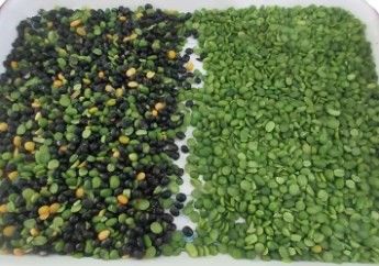 Wenyao Διαλογέας Χρώματος Υψηλής Ακρίβειας Φασόλια Σιτηρά Δημητριακά Σιτάρι Καλαμπόκι Σπόροι Τσαγιού Ξηροί Καρποί Διαλογέας Χρώματος Wifi Remote