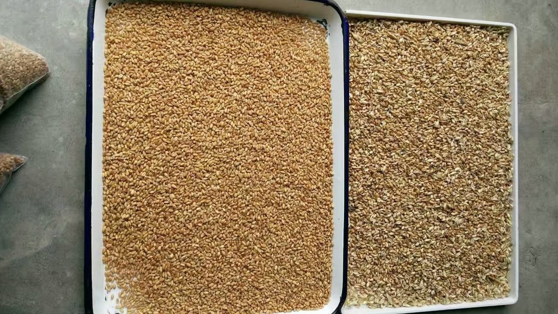 Μηχανή διαλογέων χρώματος σπόρων Chia με την τεχνολογία ανάλυσης εικόνας και αυτοδιδασκαλίας AI