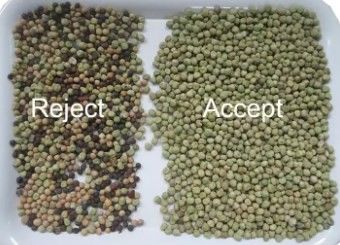 Ταξινομώντας μηχανή χρώματος φασολιών 128 καναλιών για τον άσπρο οπτικό διαλογέα φασολιών νεφρών