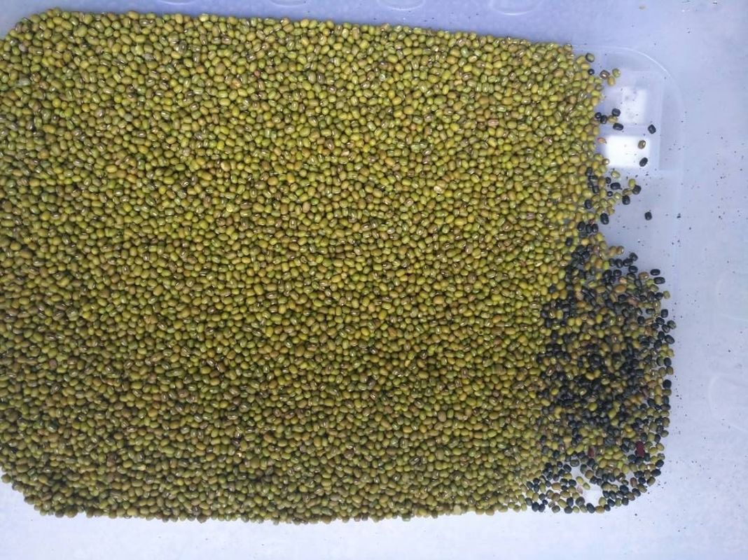 Ταξινομώντας μηχανή χρώματος φασολιών 128 καναλιών για τον άσπρο οπτικό διαλογέα φασολιών νεφρών