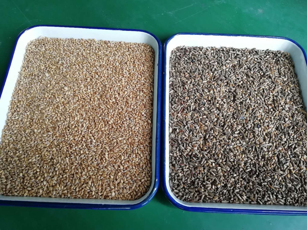 Wenyao Small Grain Colour Sortor For Sale Φιστίχρωμα σπόρων φυστικοπαραγωγός