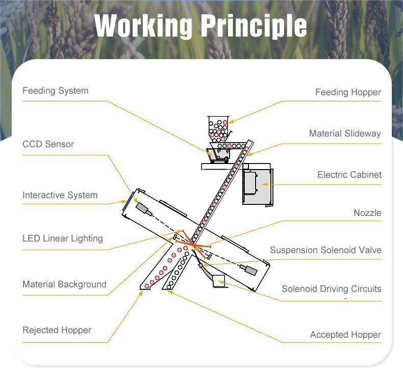 Μηχανή διαλογής χρώματος Wenyao Nut Hazelnut Corn Pepper Almond Color Sorting Ccd Color Sorter