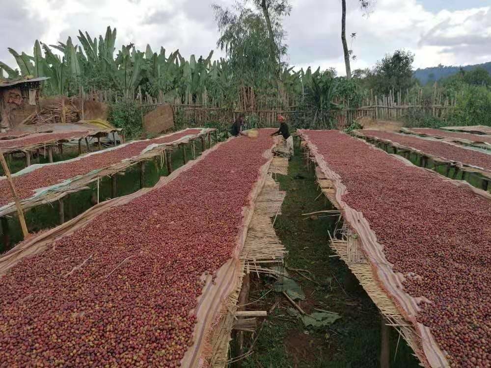 Wenyao Intelligent Coffee Cherry Color Sorter Πολυλειτουργική μηχανή διαλογής χρωμάτων για φρέσκα και κατεψυγμένα φρούτα
