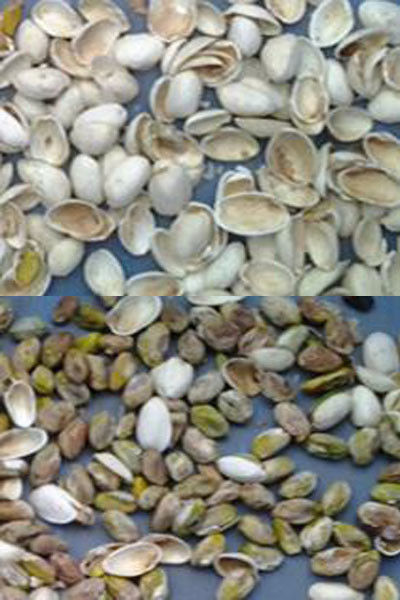 Αυτόματη μηχανή διαλογής κόκκων καφέ από την Κίνα