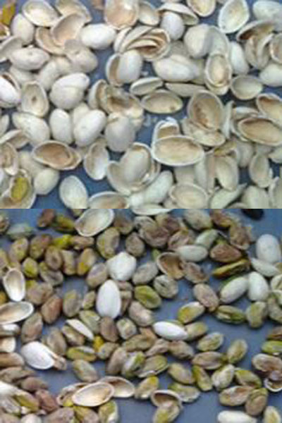 Wenyao Macadamia Color Sorter Nuts Color Selector Machine Μηχανή διαλογής καρύδων