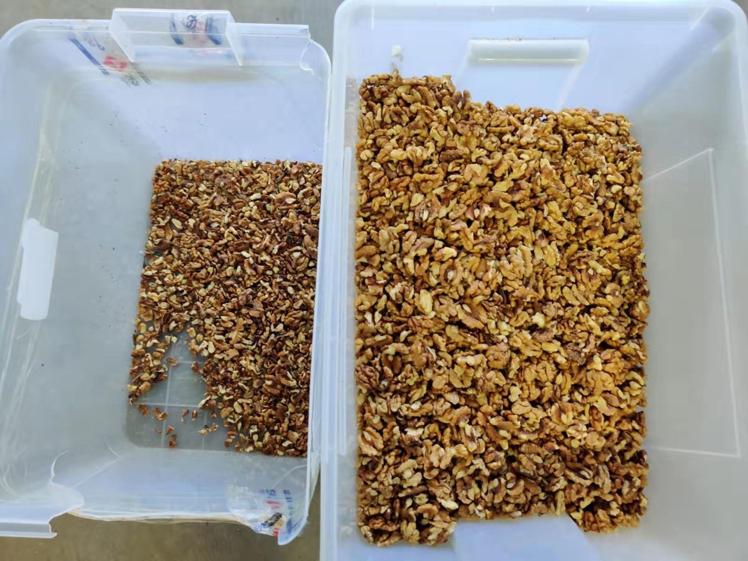 Wenyao 2 Chutes Walnut Color Sorter Machine Μέγεθος Σχήμα Διαλογή με πιστοποιητικό CE