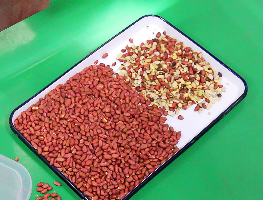 Wenyao Intelligent High Precision Pecan Color Sorting Machine Πολυλειτουργικό Μηχανικό Διαλογής Καρύδας και Αμυγδάλων