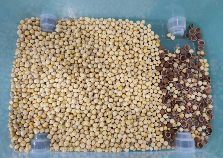 Wenyao Intelligent High Precision Pecan Color Sorting Machine Πολυλειτουργικό Μηχανικό Διαλογής Καρύδας και Αμυγδάλων