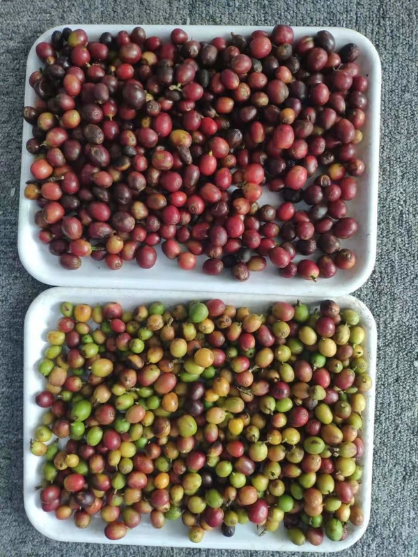 Μίνι ζώνη Cranberry Color Sorter Blueberry Color Sorter Black Berry Color Sorter Μηχανή διαλογής χρωμάτων