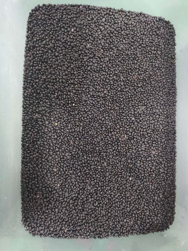 Μηχανή διαλογής χρώματος μαύρου φασολιού Wenyao Πολυλειτουργικό μηχανισμό διαλογής χρώματος φασολιού