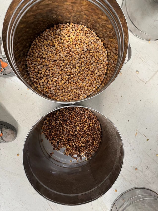 Μηχανή ταξινόμησης χρώματος Wenyao Chickpea αυτόματη έξυπνη συσκευή ταξινόμησης χρώματος φασολιών