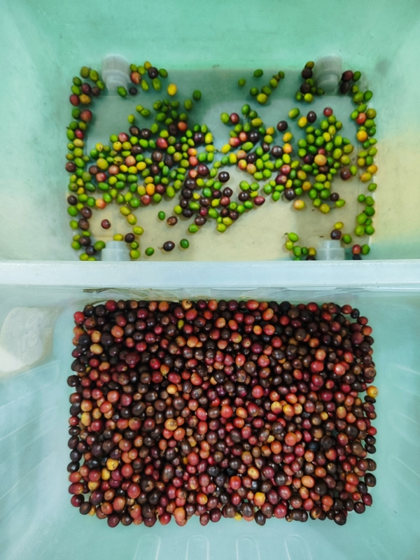 Εργοστάσιο Wenyao Καφέ Cherry Color Τροποποιούμενη Μηχανή Αυτοματοποιημένη Τροποποιούμενη Χρώμα