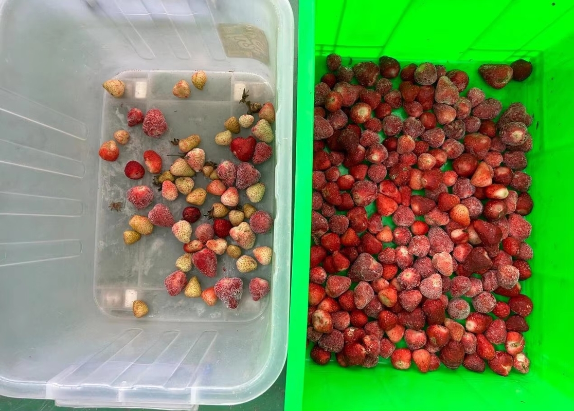 Wenyao Strawberry Color Sorter Intelligent Belt Color Sorting Machine για καφέ με κατεψυγμένα φρούτα κεράσι βατόμουρο φράουλα