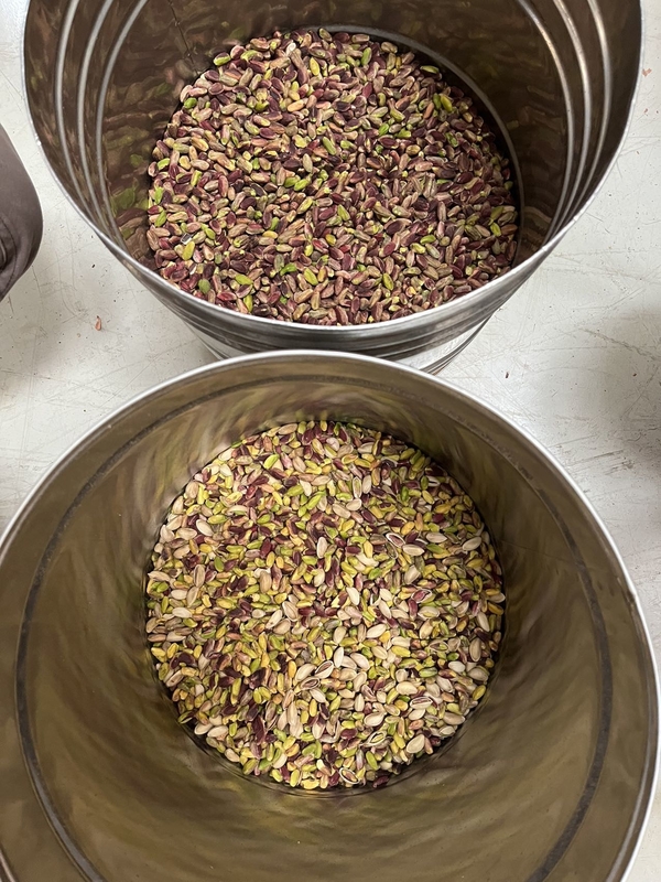 Επαγγελματική 2 Chute AI μάθηση Hazelnut Pistachio Nut Color Sorter Machine