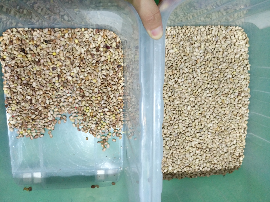 Μηχάνημα διαλογής υψηλής απόδοσης Wenyao Optical για φασόλια νεφρού και φασόλια Βραζιλίας