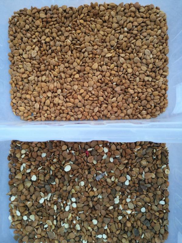 Wenyao Wifi τηλεχειριστήριο Apricot Color Sorter Οπτική μηχανή διαχωρισμού χρωμάτων καφέ