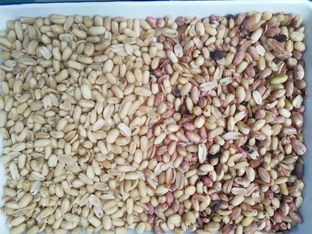 Επαγγελματικός Διαλογέας Φιστικιών Χρώματος, Αποφλοιωτής Φιστικιών, Μηχανή Διαλογής Χρώματος CCD