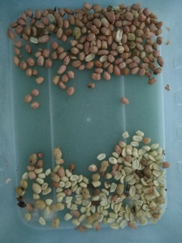 Επαγγελματικός Διαλογέας Φιστικιών Χρώματος, Αποφλοιωτής Φιστικιών, Μηχανή Διαλογής Χρώματος CCD