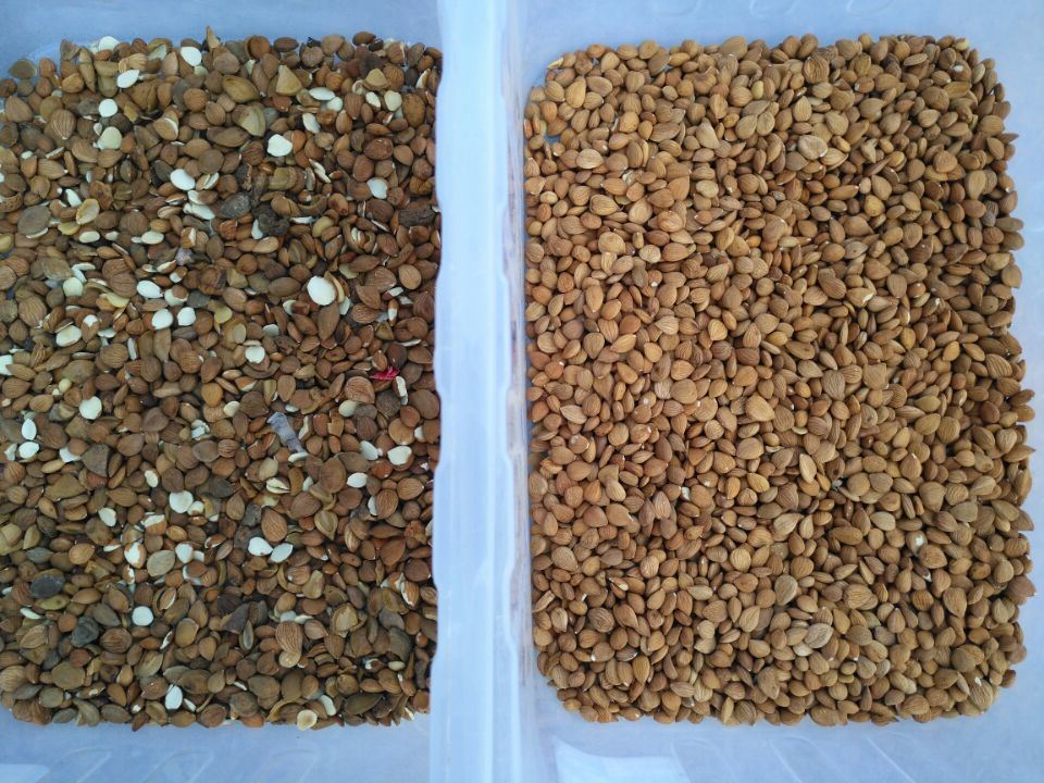 Wenyao πολυ διαλογέας χρώματος καρυδιών αμυγδάλων ταξινομώντας μηχανών χρώματος καμερών χρώματος CCD λειτουργίας πλήρης