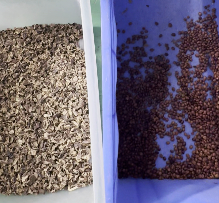 Μηχάνημα Διαλογής Χρώματος Soapberry με Διπλό Ιμάντα Υψηλής Τεχνολογίας Έξυπνης Κάμερας CCD Wenyao