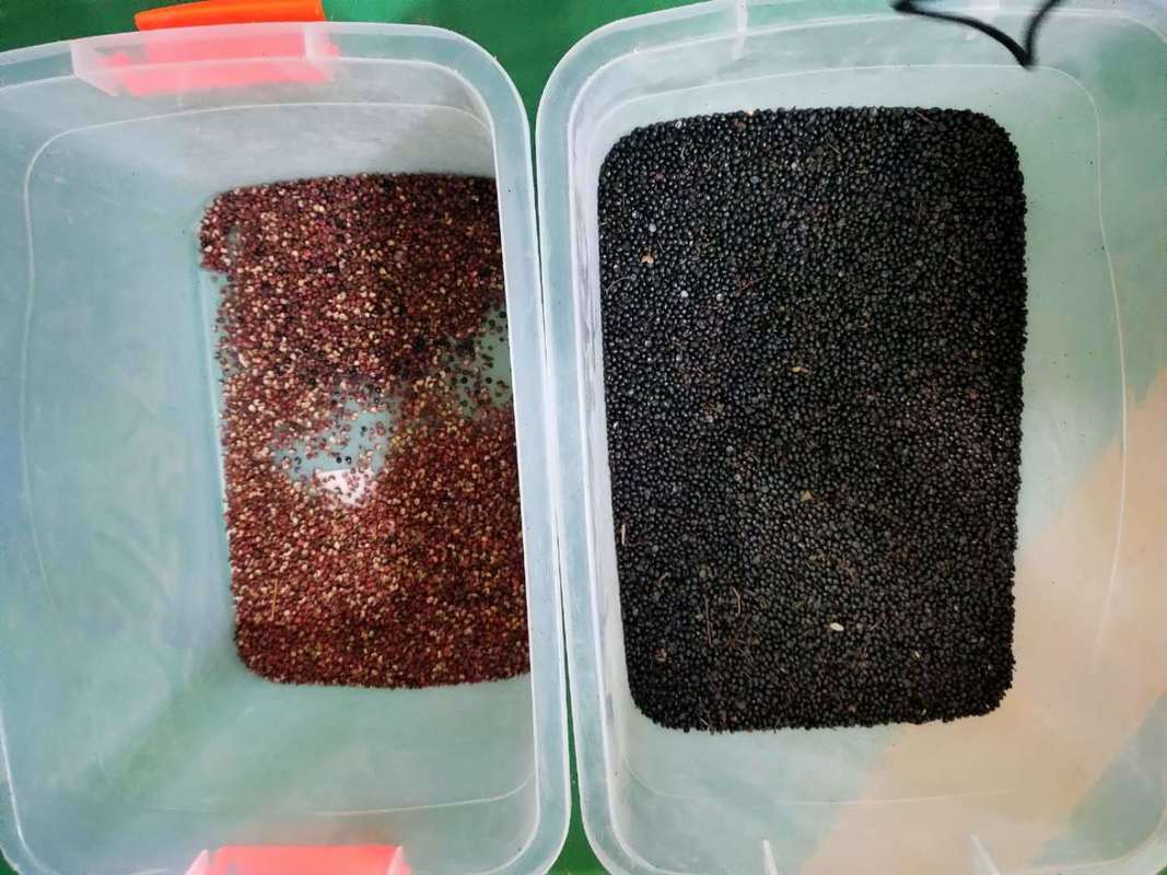 WENYAO Οπτική Μηχανή Διαλογής Χρώματος Σπόρων Συλλέκτη Σπόρων Ρεπικέλους Σπόρους Χρώματος Διαλογιστή για πώληση