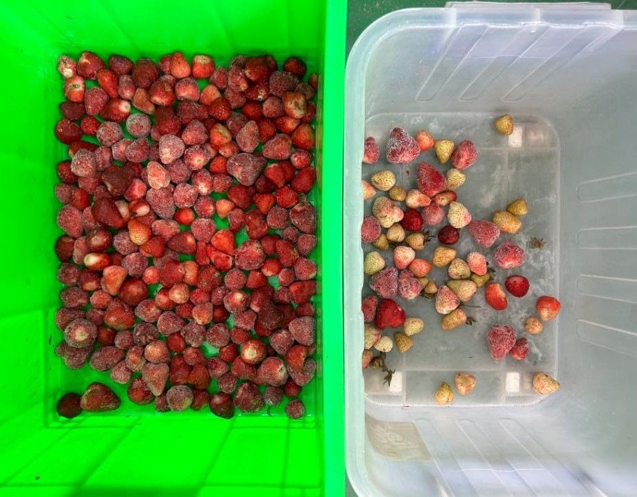 Ευφυής οπτική συσκευή διαλογής χρώματος καφέ κερασιού Μικρή συσκευή διαλογής πατάτας Διαλογής χρώματος βατόμουρου