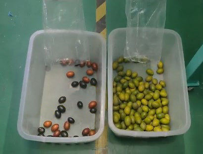 Ευφυής οπτική συσκευή διαλογής χρώματος καφέ κερασιού Μικρή συσκευή διαλογής πατάτας Διαλογής χρώματος βατόμουρου