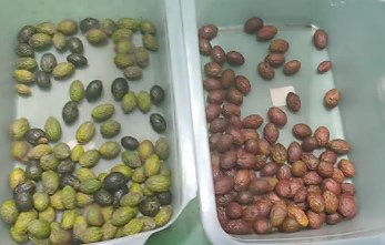 Ευφυής οπτική συσκευή διαλογής χρώματος καφέ κερασιού Μικρή συσκευή διαλογής πατάτας Διαλογής χρώματος βατόμουρου