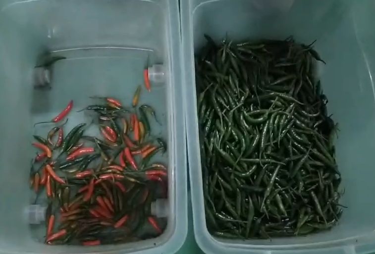 Οπτικό Ευφυές Μηχάνημα Διαλογής Οπτικής Όρασης για Τσίλι, Ορυκτά, Άνθρακα, Καύσιμα, Διαλογητής Χρώματος