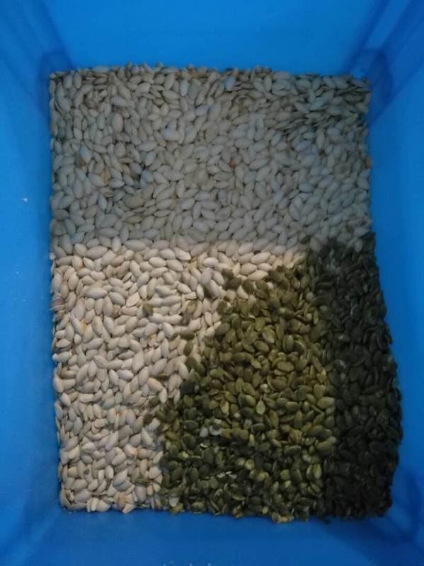 Τηλεχειριστήριο Wi-Fi Wenyao για Διαλογή Χρωμάτων Ηλιόσπορου και Κολοκυθόσπορου με 2 Χρόνια Εγγύηση και Ηλεκτροβαλβίδα για Βιομηχανική Επεξεργασία