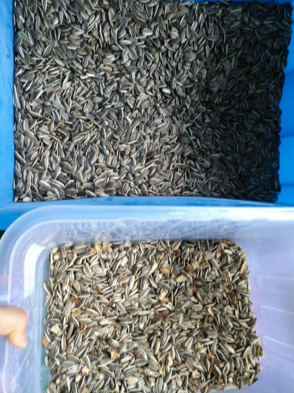 Τηλεχειριστήριο Wi-Fi Wenyao για Διαλογή Χρωμάτων Ηλιόσπορου και Κολοκυθόσπορου με 2 Χρόνια Εγγύηση και Ηλεκτροβαλβίδα για Βιομηχανική Επεξεργασία