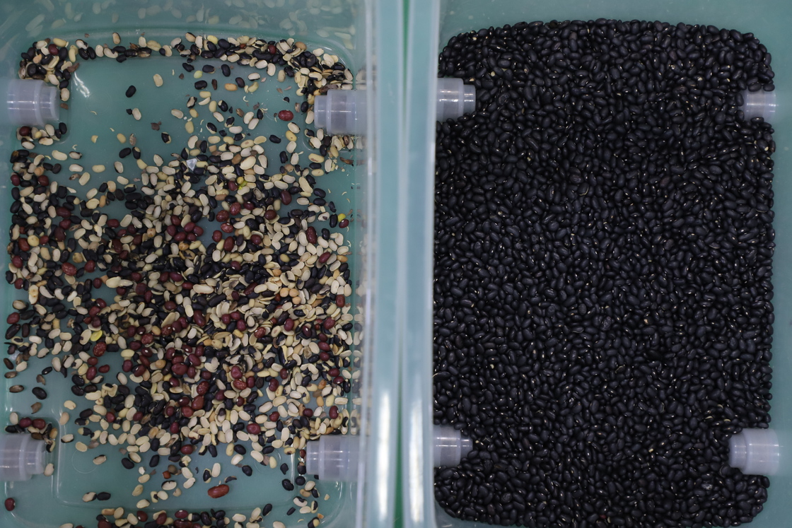 Μηχάνημα Διαλογής Χρώματος Φασολιών Μαύρης Ματπέ (Black Matpe Beans) CCD Υψηλής Χωρητικότητας WENYAO