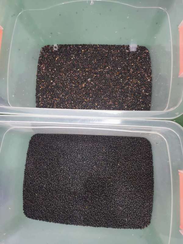 Εταιρικές πωλήσεις 320 καναλιών CCD διαλογής χρωμάτων με 99,99% ακρίβεια διαλογής και κατασκευή από ανοξείδωτο χάλυβα 304