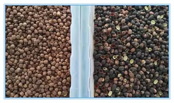 Peanuts Separating Machine Walnuts Beans Color Sorter Machine Remove Bad Mouldy 