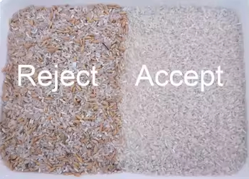 Μηχανή διαλογής χρώματος για το βραστό ρύζι Κίτρινο χοιρομέλι 5 βρύσες Μηχανή διαλογής χρώματος σιταριού