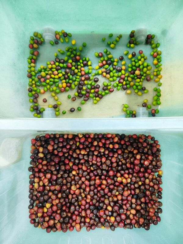 Συμπληκτικός διαλογιστής χρωμάτων ζώνης με αισθητήρα TOSHIBA και τηλεχειριστήριο Wifi για αποτελεσματική διαλογή φρούτων