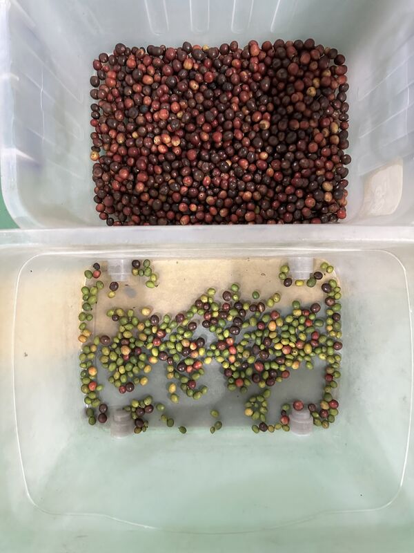 Wenyao 2025 Νεότερη Μηχανή Διαλογής Χρωμάτων για Φράουλες και Μύρτιλα Δύο Ζωνών Ευρείας Χαμηλής Ταχύτητας, Αντιθραυσματική, Αυτόματη Μηχανή Διαλογής Χρωμάτων για Κεράσια Καφέ