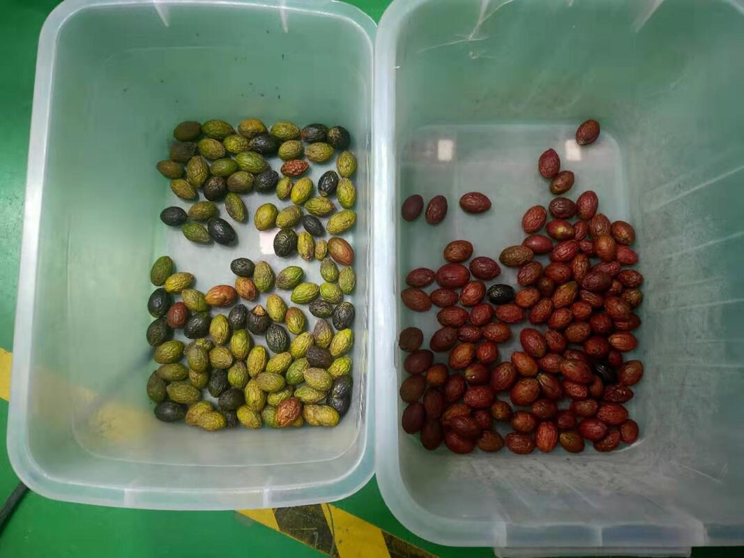 Wenyao 2025 Νεότερη Μηχανή Διαλογής Χρωμάτων για Φράουλες και Μύρτιλα Δύο Ζωνών Ευρείας Χαμηλής Ταχύτητας, Αντιθραυσματική, Αυτόματη Μηχανή Διαλογής Χρωμάτων για Κεράσια Καφέ