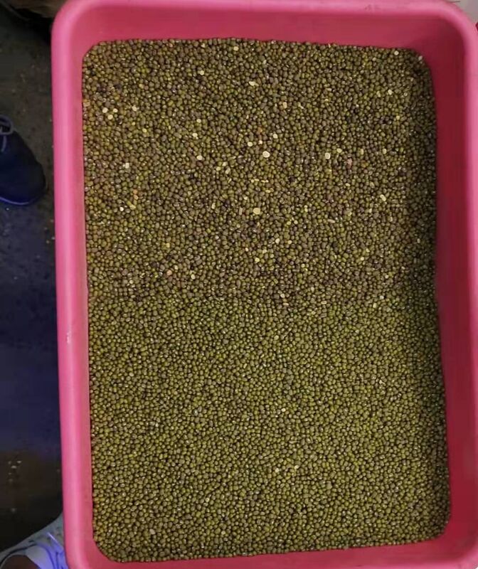 WENYAO 8 κανάλια μηχανή διαλογής οσπρίων για φακές, ρεβίθια, οπτικά φασόλια, διαλογέας χρωμάτων προς πώληση