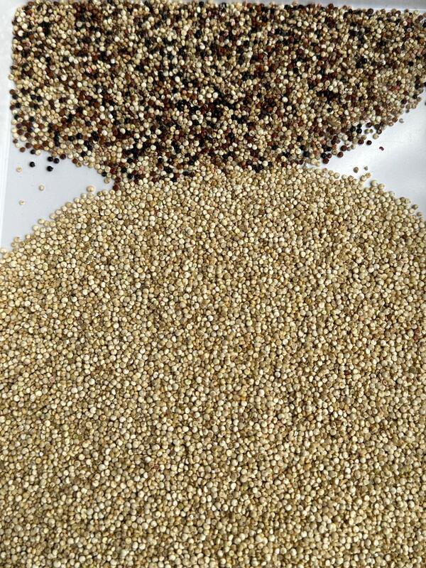 WENYAO CCD υψηλής ταχύτητας συσκευή διαλογής χρώματος κόκκων για κόκκους καφέ και καλλιέργειες