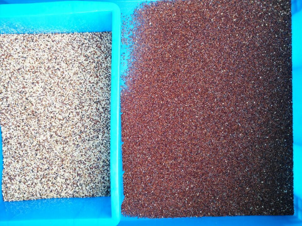 WENYAO CCD υψηλής ταχύτητας συσκευή διαλογής χρώματος κόκκων για κόκκους καφέ και καλλιέργειες