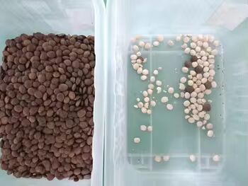 WENYAO Nuts Color Sorter with CCD Cameras 0.3-0.5 PTH Capacity and 2 Years After-service for Seed Grain Beans Wheat