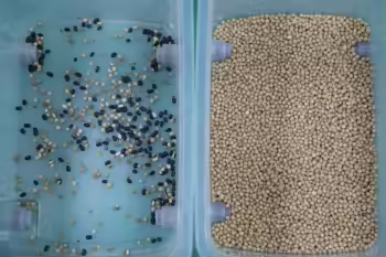 Latest Color Sorter Rice Sorting Machine Multi-functional Color Sorter Machine for Sesame Flax Seed Rice 