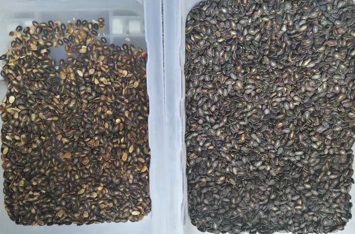 CCD Color Sorter για Φιστίκια Αμύγδαλα Καρύδια Έξυπνη μηχανή ταξινόμησης χρωμάτων με υψηλή ακρίβεια