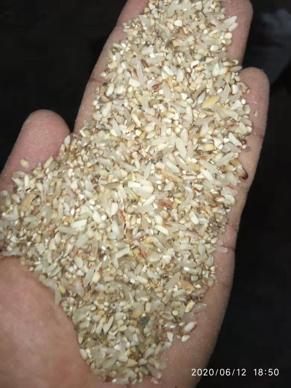 4000kg/H φως των ζεματισμένων ρυζιού μίνι χρώματος διαλογέων μηχανών μακριών οδηγήσεων διάρκειας ζωής