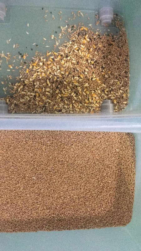 5 Moldy διαλογέας χρώματος σίτου υδατοπτώσεων, μηχανή διαλογέων για το σίτο για την αφαίρεση του σίτου ωιδίου