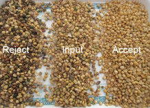 Διαλογέας χρώματος σόγιας ταξινομώντας μηχανών σόγιας για τον εξοπλισμό επεξεργασίας φασολιών εγκαταστάσεων ελαίου και τροφίμων