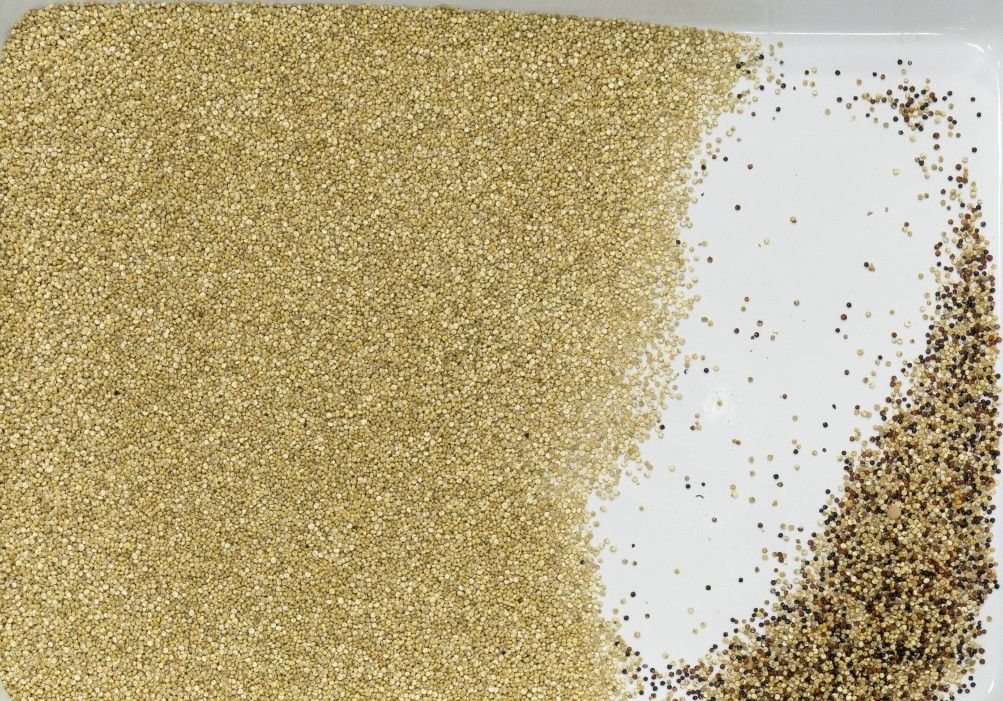 Πολλών χρήσεων διαλογέας χρώματος WENYAO, Quinoa διαλογέας χρώματος σιταριού βρωμών