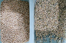 Chickpea υψηλής ικανότητας χρώματος ταξινομώντας μηχανή χρώματος φασολιών CCD επεξεργασίας εξοπλισμού διαλογέων γεωργική για Chickpea